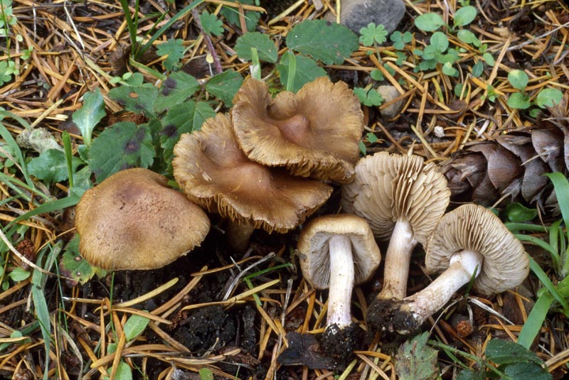 Inocybe pusio